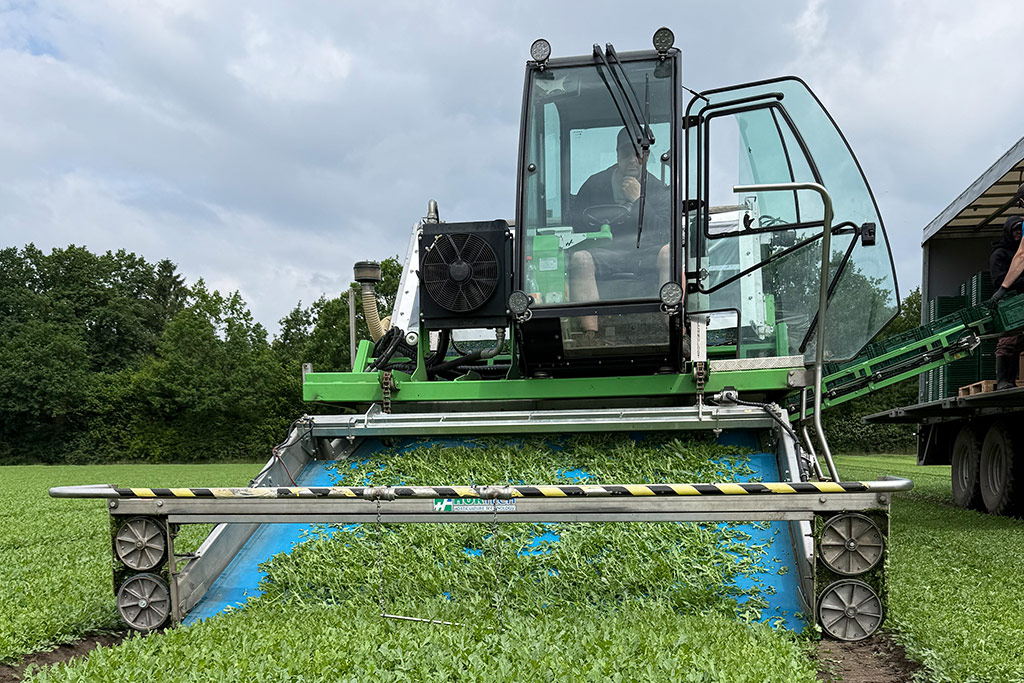 Rucola Ernte