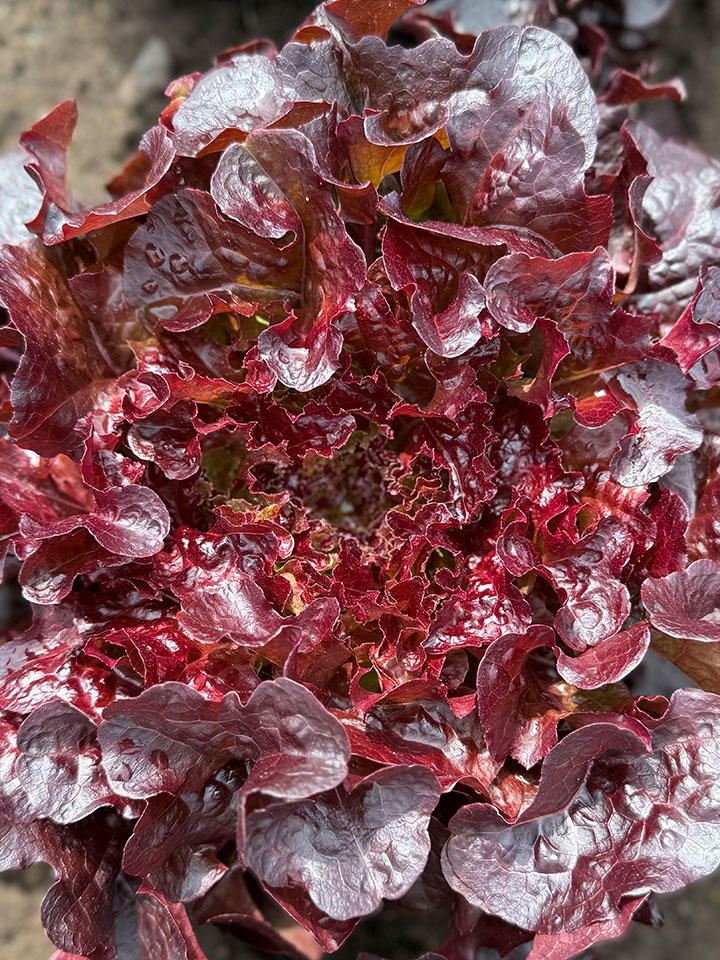 Eichblatt rot
