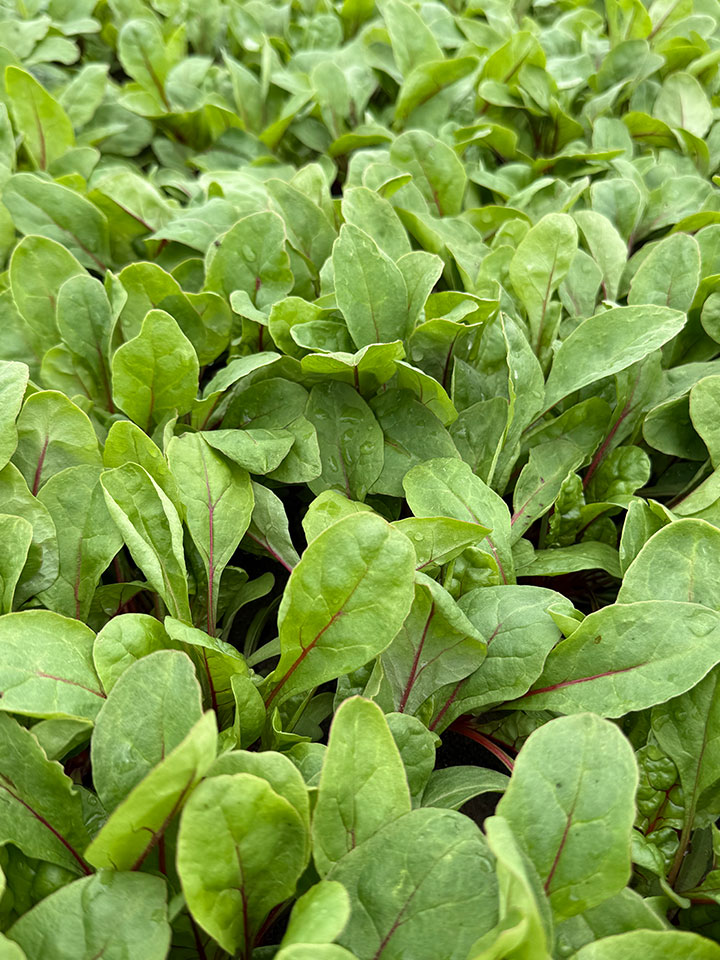 Pflücksalat