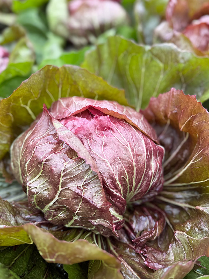 Radicchio