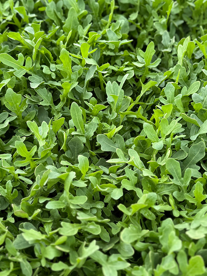 Rucola