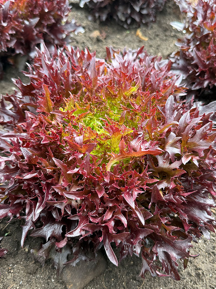 Salanova